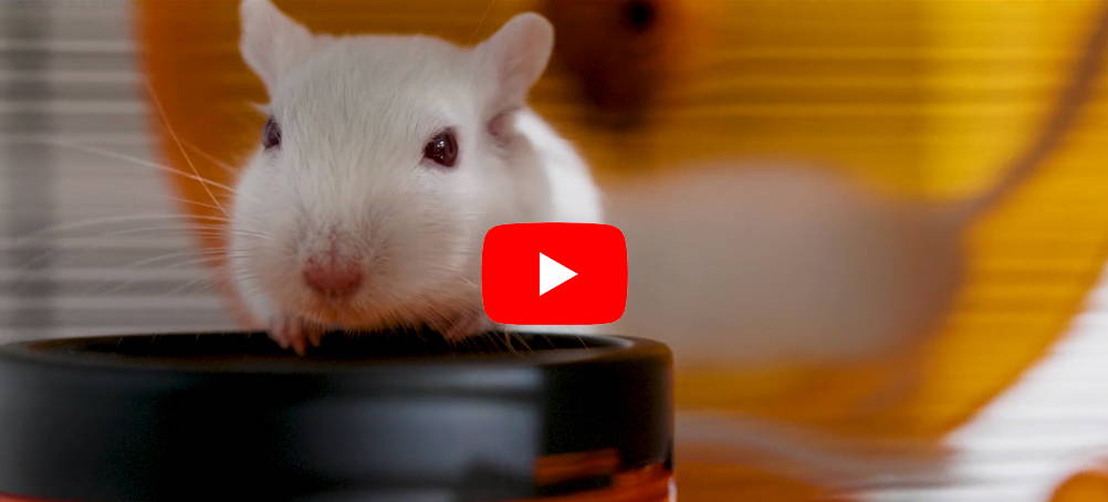 Gerbil pen new arrivals